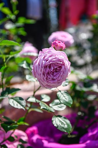 La rose 'Rosa Val-de-Marne' obtenue par Dominique Croix