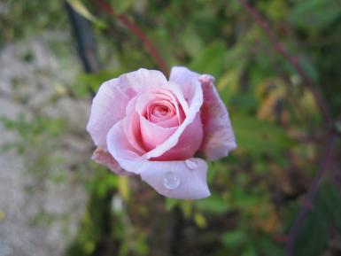 Photographie d'une rose thé rose