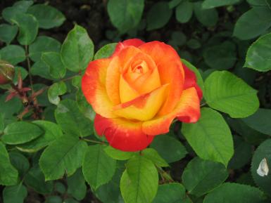 Photographie d'une rose française moderne orange