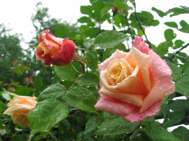 Photographie d'une rose étrangère moderne rose orangé