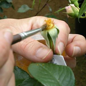 Hybridation pollinisation