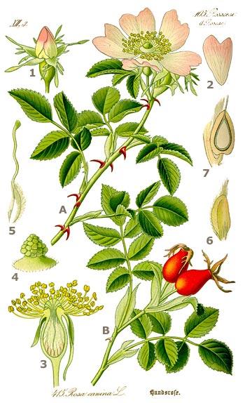 Illustration "Rosa canina" de Flora von Deutschland