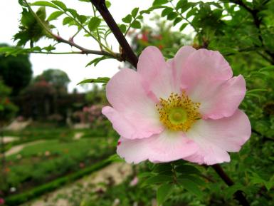 Rosa roxburghii Normalis