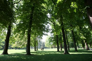 Grands arbres du parc de la roseraie du Val-de-Marne