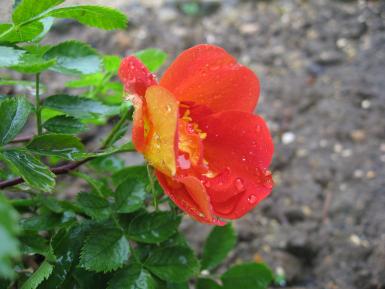 Photographie d'une rose d'Extrême-Orient orange