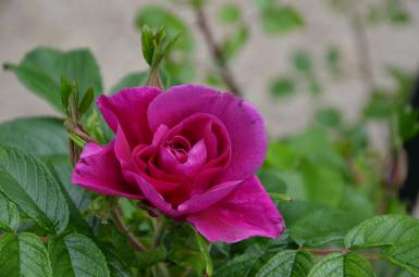 Photographie d'un rosier rugueux fuchsia