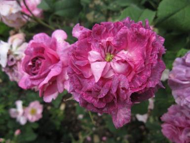 Photographie d'un rosier galliques rose