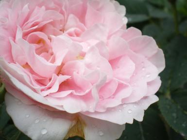 Photographie d'une rose de la Malmaison rose