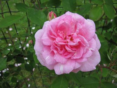 Photographie d'une rose horticole ancienne rose