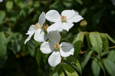 Photographie d'un rosier botanique blanc