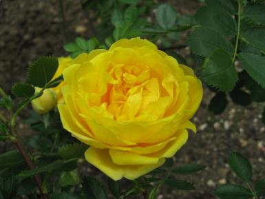 Photographie d'une rose jaune