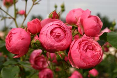 premier prix en 2010 dans la catégorie buisson à fleurs groupées premier prix en 2010 dans la catégorie buisson à fleurs groupées
