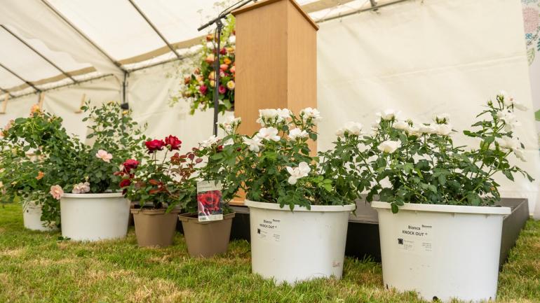 Le Grand prix de la rose SNHF récompense les rosiers s'adaptant le mieux à l'ensemble de nos régions